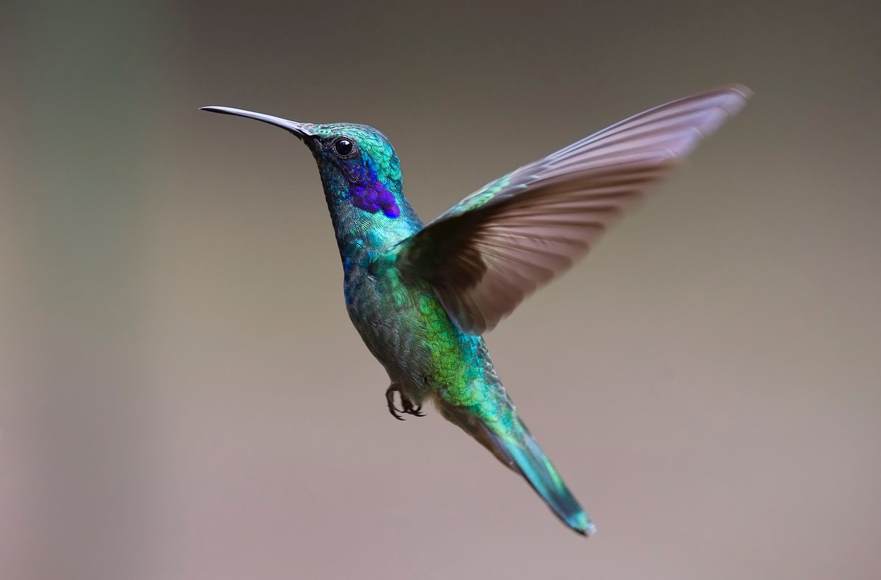 hummingbird-2139279_1280